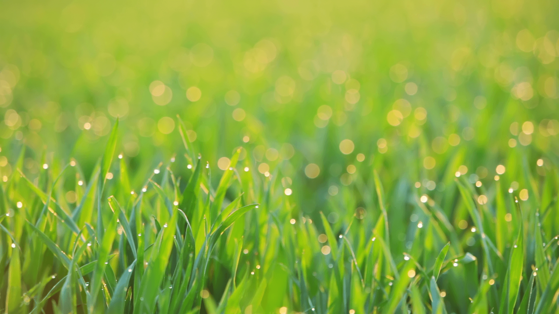 Go Green met Green Nederland